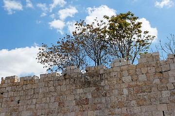 Image showing Trees above ancient stone wall of Old City of Jerusalem