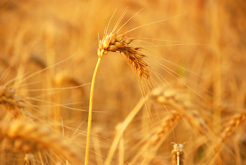 Image showing wheat before harvest