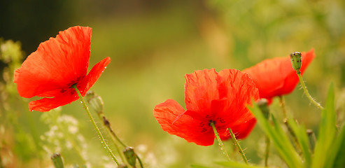 Image showing red poppies on green field