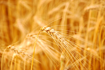 Image showing wheat before harvest