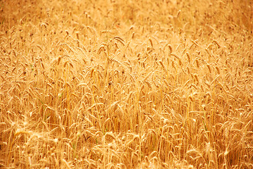 Image showing wheat before harvest