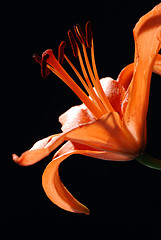 Image showing Lilly flower 