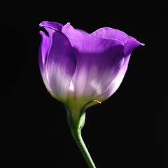Image showing purple tulip 