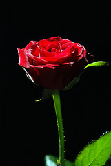 Image showing Red rose 