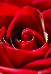 Image showing red rose