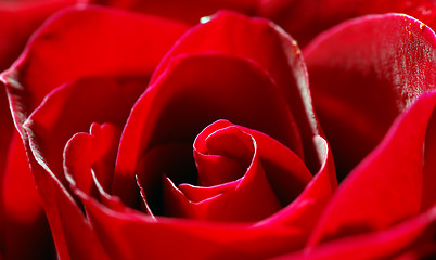 Image showing red rose