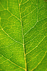 Image showing Green leaf texture