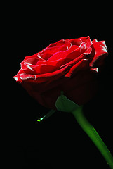 Image showing Red rose