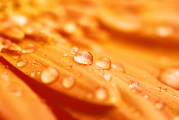 Image showing macro of a gerber daisy