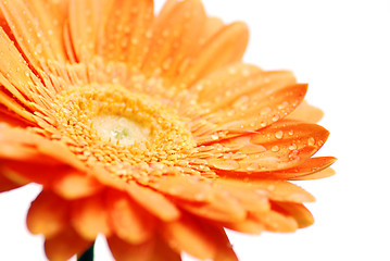 Image showing macro of a gerber daisy 