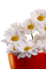 Image showing White daisies