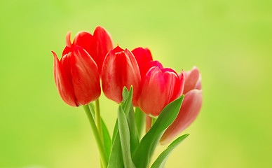 Image showing tulips