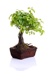 Image showing Bonsai tree