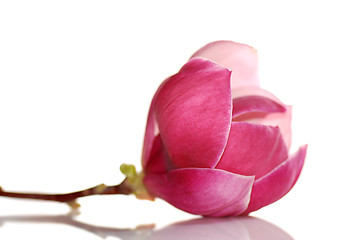 Image showing magnolia flower