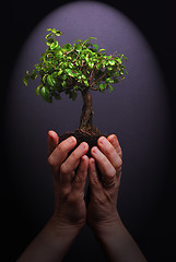 Image showing plant in hands  