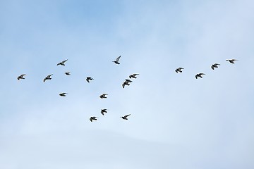 Image showing Birds