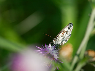 Image showing Butterfly