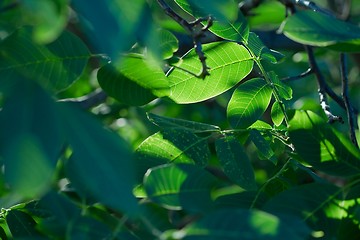 Image showing Leaves