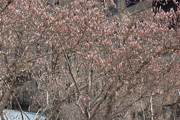 Image showing Magnolia tree