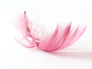 Image showing Feather