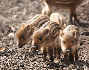 Image showing sounder of young wild  boars