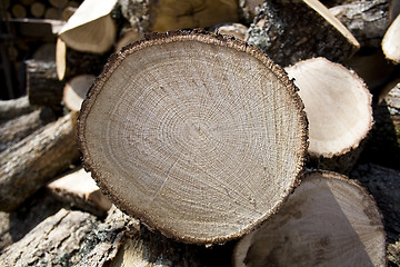 Image showing Sliced oak fire wood