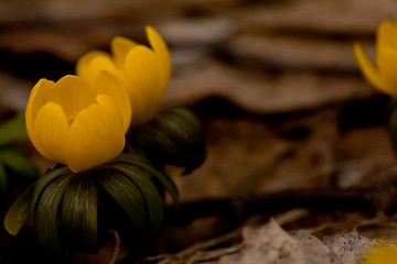 Image showing winter aconite