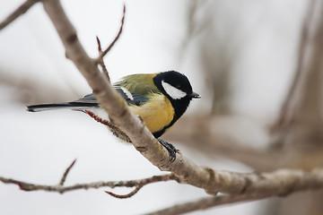 Image showing Great tit