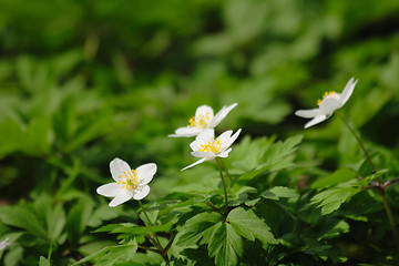 Image showing spring flowers