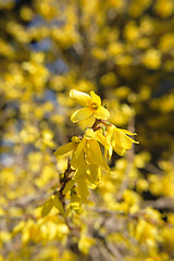 Image showing yellow spring flowers