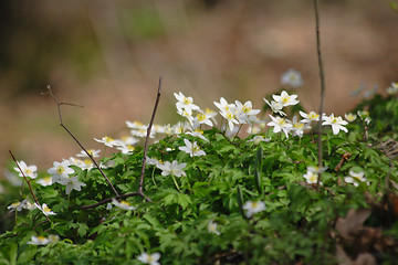Image showing spring flowers