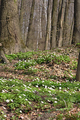 Image showing spring forest