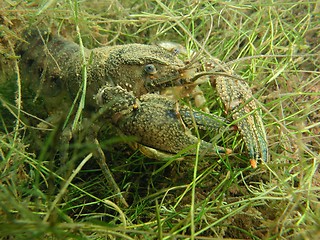 Image showing Crawfish