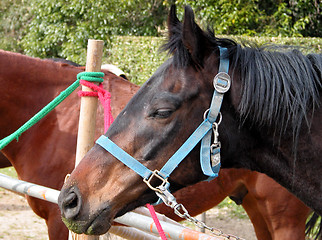 Image showing horses-detail