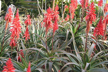 Image showing Cactus flowers