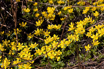 Image showing winter aconites