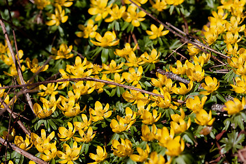 Image showing winter aconites