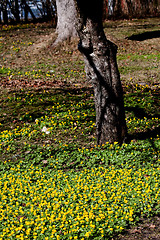 Image showing winter aconites