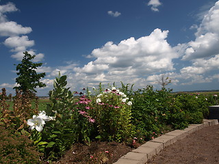 Image showing Flowers.