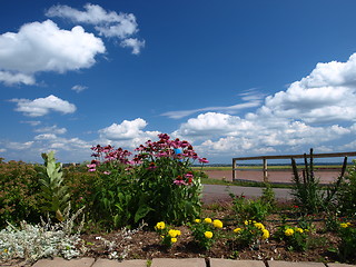 Image showing Flowers.