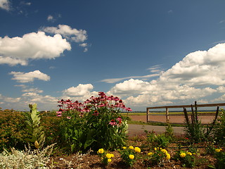 Image showing Flowers.