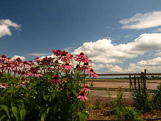 Image showing Flowers.