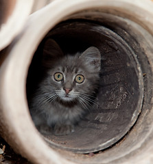 Image showing Kitten