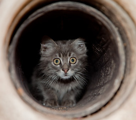 Image showing Kitten