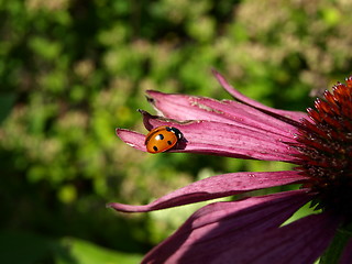 Image showing Ladybug on flower.