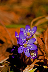 Image showing Hepatica