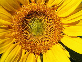 Image showing Bright sunflower.