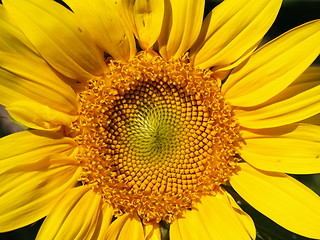 Image showing Bright sunflower.