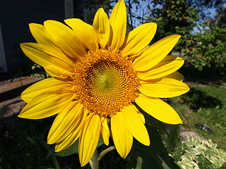 Image showing Bright sunflower.