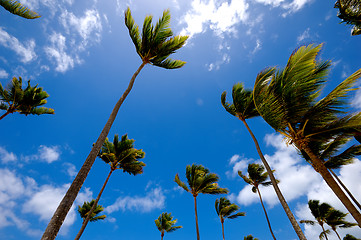 Image showing Palms